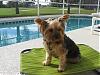 Adult Yorkie's w/Cotton Coat!!!-img_2343.jpg