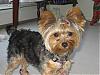 Adult Yorkie's w/Cotton Coat!!!-may-3-07-023.jpg