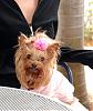 Adult Yorkie's w/Cotton Coat!!!-event_4.jpg