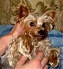 Adult Yorkie's w/Cotton Coat!!!-scaled.img_0613.jpg