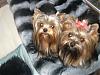 Adult Yorkie's w/Cotton Coat!!!-allpics2-029-600-x-450-.jpg