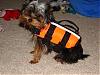 Boatin with Yorkies-dsc05583.jpg