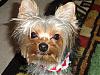 Does anyone have a Yorkie and a Shih Tzu?-coby.jpg