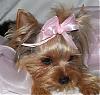 new members to my furbaby family:)-100_7273-small-2-.jpg