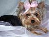 new members to my furbaby family:)-100_7288-small-2-.jpg