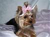 new members to my furbaby family:)-100_7304-small-2-.jpg