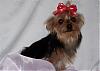 new members to my furbaby family:)-100_7334-small-2-.jpg