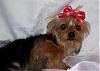 new members to my furbaby family:)-100_7339-small-2-.jpg