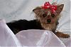 new members to my furbaby family:)-100_7357-small-2-.jpg