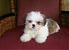 Does anyone have a Yorkie and a Shih Tzu?-0114-270x194.jpg