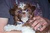 Does anyone have a Yorkie and a Shih Tzu?-babyabby.jpg