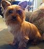 Fawn Yorkies-furkids-036.jpg