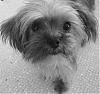 Does anyone have a Yorkie and a Shih Tzu?-pixie-002.jpg