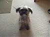 Does anyone have a Yorkie and a Shih Tzu?-pixie-015.jpg