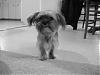 Does anyone have a Yorkie and a Shih Tzu?-furkids-020.jpg