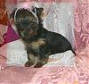 Thinking about getting 2 puppies instead of 1!-abby-5weeks2days1.jpg