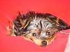 Describe Your Yorkies' Personality / Temperament-1-08.jpg