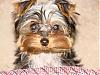 Describe Your Yorkies' Personality / Temperament-dsc05311.jpg