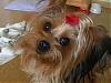 Does your Yorkie call for help-bellie-redbow002.jpg