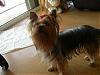 Does your Yorkie call for help-bellie-redbow008.jpg