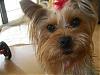 Does your Yorkie call for help-bellie-redbow009.jpg