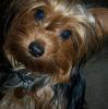 close ups on all furbabies-woody2.jpg