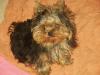 close ups on all furbabies-avachaihef-003.jpg