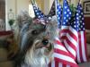 close ups on all furbabies-yorkie-meetup-61805-214.jpg