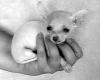 close ups on all furbabies-chihuahuas-051.jpg