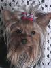 close ups on all furbabies-dixiedaishadixiebows-020.jpg