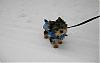 Snow Yorkie Club-snow-email.jpg