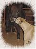 big dog/little dog-booquincy.jpg