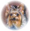 close ups on all furbabies-gus-gus-3.jpg
