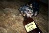 Yorkie Brew-yorkie-brew-resized.jpg