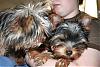 Im Gonna Explode If I Dont Tell Someone.......-img_1719-600-x-400-.jpg