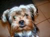 close ups on all furbabies-cimg0618.jpg