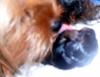 close ups on all furbabies-cimg0868.jpg