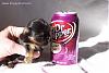 Very little yorkie-6701bi7avxs.jpg