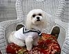 It's been a while....-archie-cutest-sailor-rs.jpg