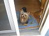 Yorkie Club-allpics2-005-600-x-450-.jpg