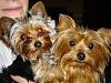 Need help with aggression issues-picture-007.jpg
