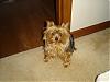 Need help with aggression issues-pixiecompress.jpg