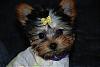 when did ur baby start losing their colour?-copy-dsc_0011-small-.jpg