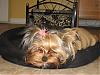 A BED FOR A KING!!!! Gotta Share!!!-rsz1192.jpg
