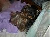 Roxie's new bed-pixiebed-006-600-x-450-.jpg