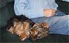 Has anyone's significant other fallen under the yorkie spell??-sleepy1.jpg