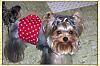 Her hair is driving me nuts-yorkie-clip-1-.jpg