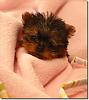 New to Yorkies with 10 week old girl - Molly-molly-010.jpg