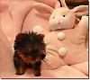 New to Yorkies with 10 week old girl - Molly-molly-011.jpg