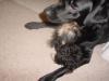 Anyone with big dog and little dog?-dsc01329.jpg